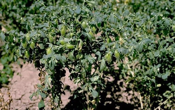 Nohut Bitkisi Tarifi ve Malzemeleri